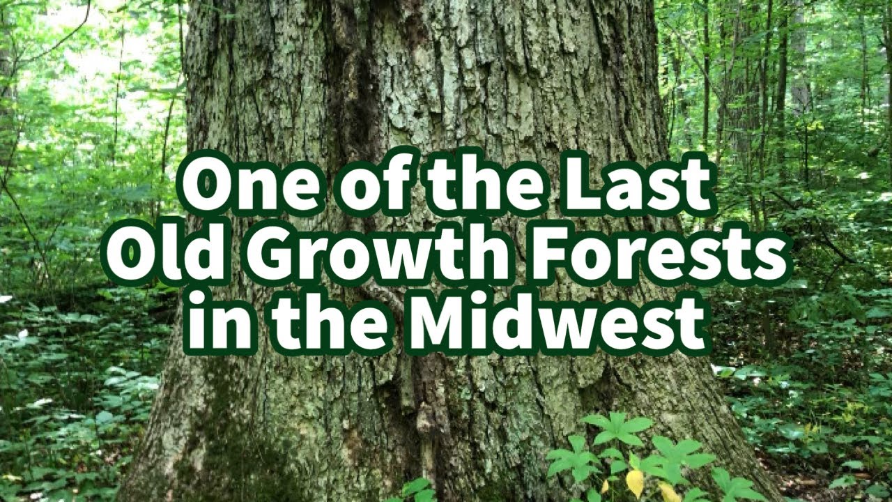 One of the Last Old Growth Forests in the Midwest