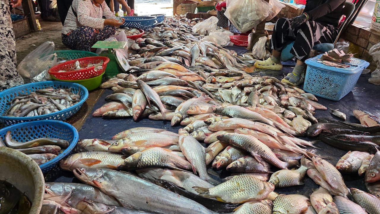 សូមបន្តតាមដានជាមួយខ្ញុំ ត្រីនៅផ្សារពន្លៃព្រឹកនេះ 04/02/26