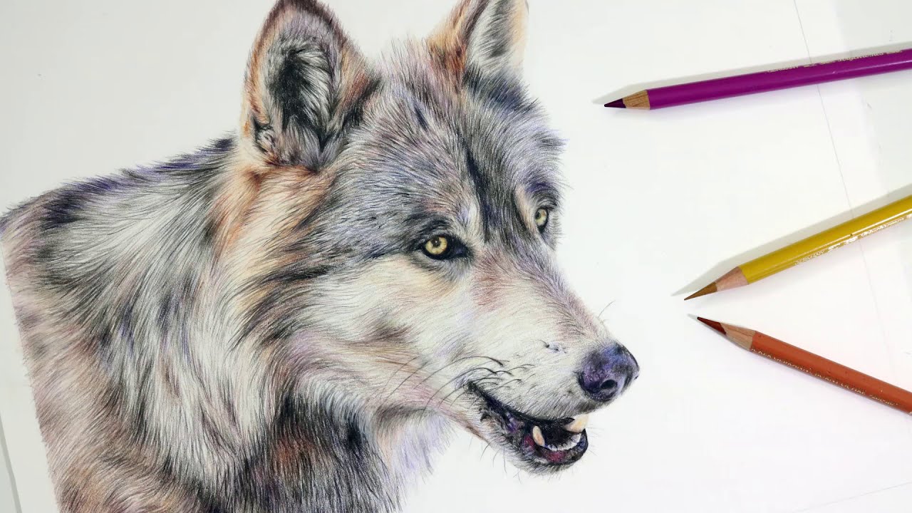 HOW TO DRAW A REALISTIC WOLF | Colored Pencil Drawing Tutorial