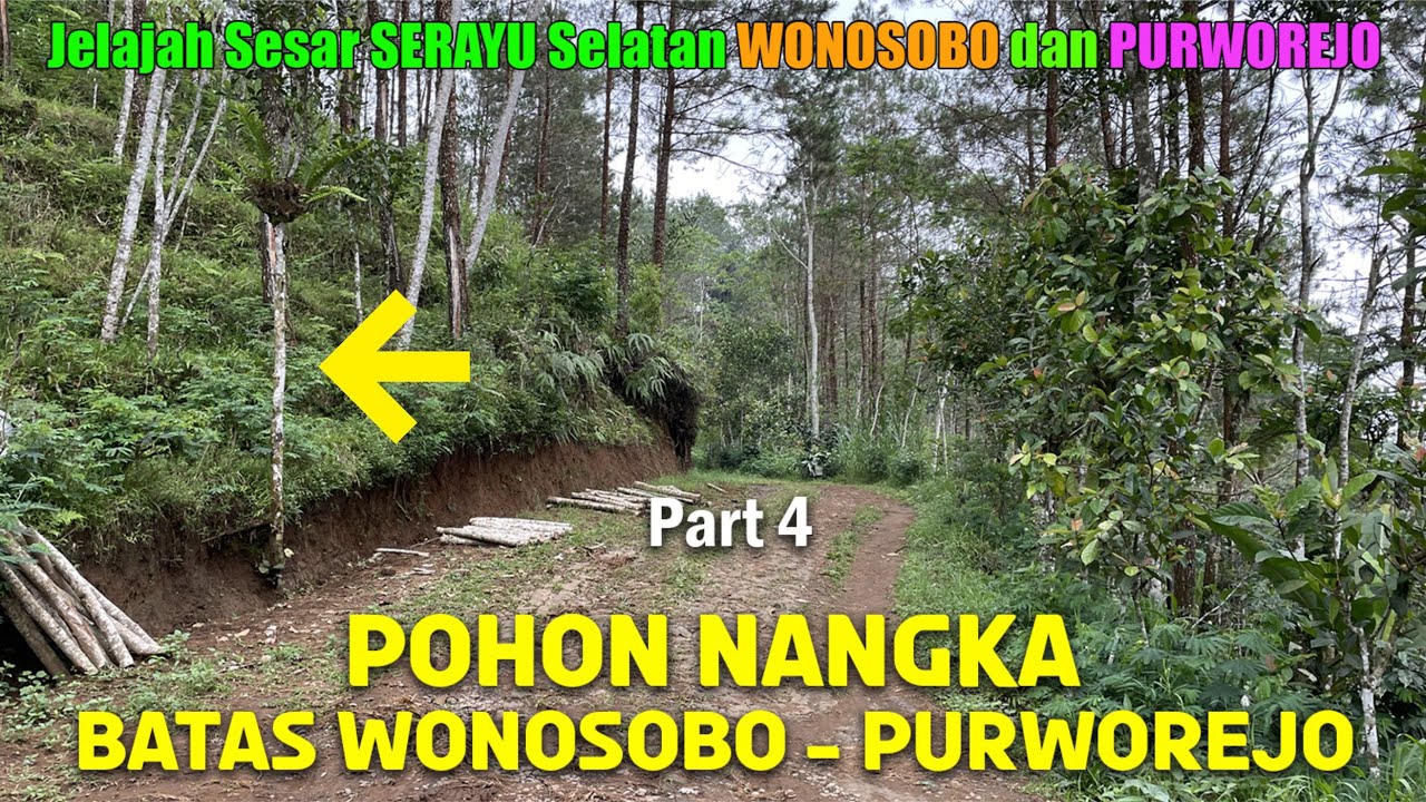 Orang Belum Tahu‼️ Pohon Nangka Ini Ternyata Sebagai Batas Kabupaten Purworejo Dengan Wonosobo