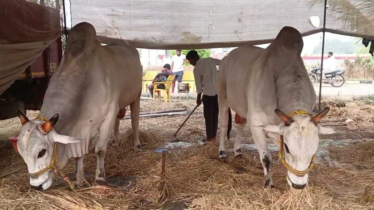 ఈరోజు గురజాల పందెం లో జూనియర్ విభాగంలో పాల్గొంటున్న నరసింహ లయన్ 