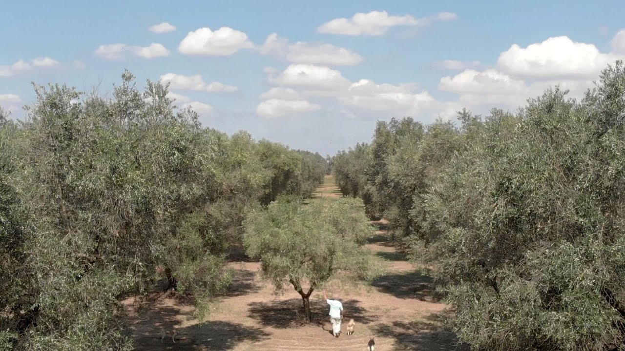 Xylella Fastidiosa - The Apocalypse of Salento