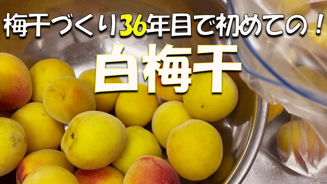 失敗なし⁉簡単に梅漬けできる【白梅干】