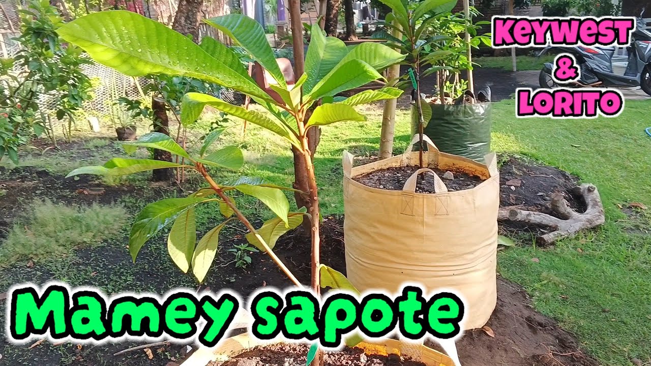 bibit mame sapote lorito dan keywest beli dri online