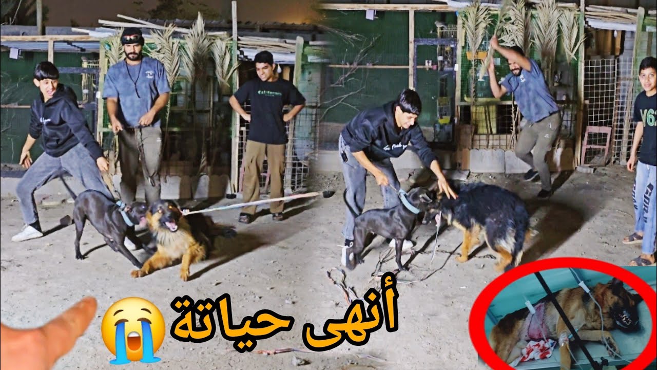 لا مكان للهرب! الوحش الأسود يهاجم بكل شراسة😱