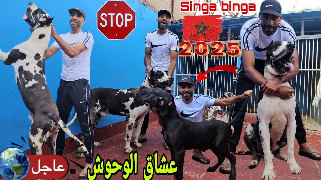 زيارة مفاجأة😱 عند مولوع حميد الكلب🏅 الدنمارك 🇩🇰من اظخم الكلاب في العالم 🌏وجمالك جمال  ممنوع علي قلوب