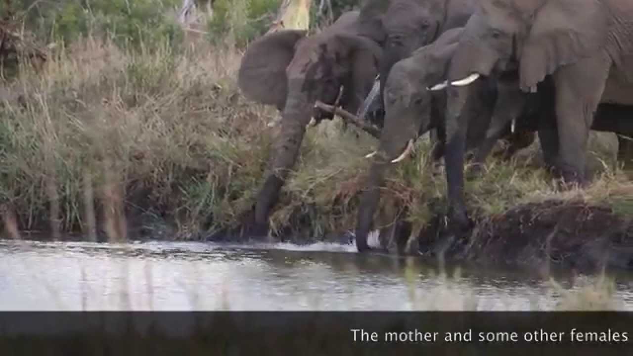 Elephant herd saves calf from drowning in a waterhole at Phinda.... heartwarming