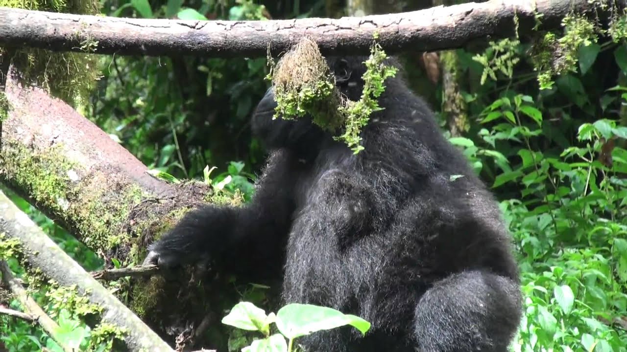 Chimanuka, silverback eastern lowland gorilla, feeding on vine peel. Kahuzi-Biega NP, DRC.m2ts