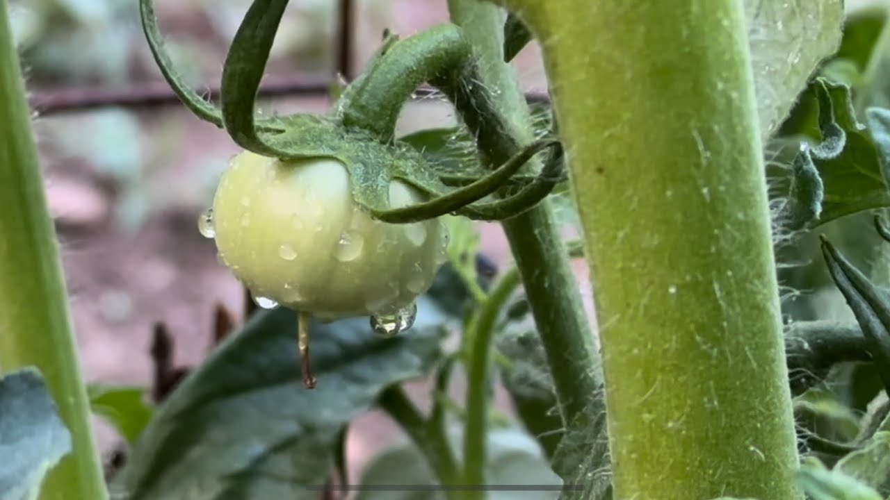 Garden Tour June 2024-Southeast Kentucky- What&rsquo;s Growing?!?!?🌱🪴🍅🥒