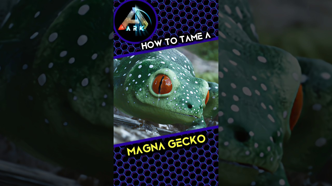 How to tame a Magna Gecko
