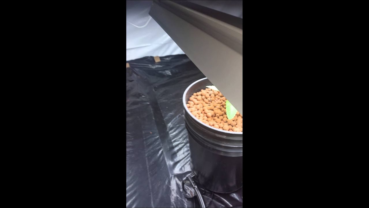 18days in kikin ass #grapekush #prezog