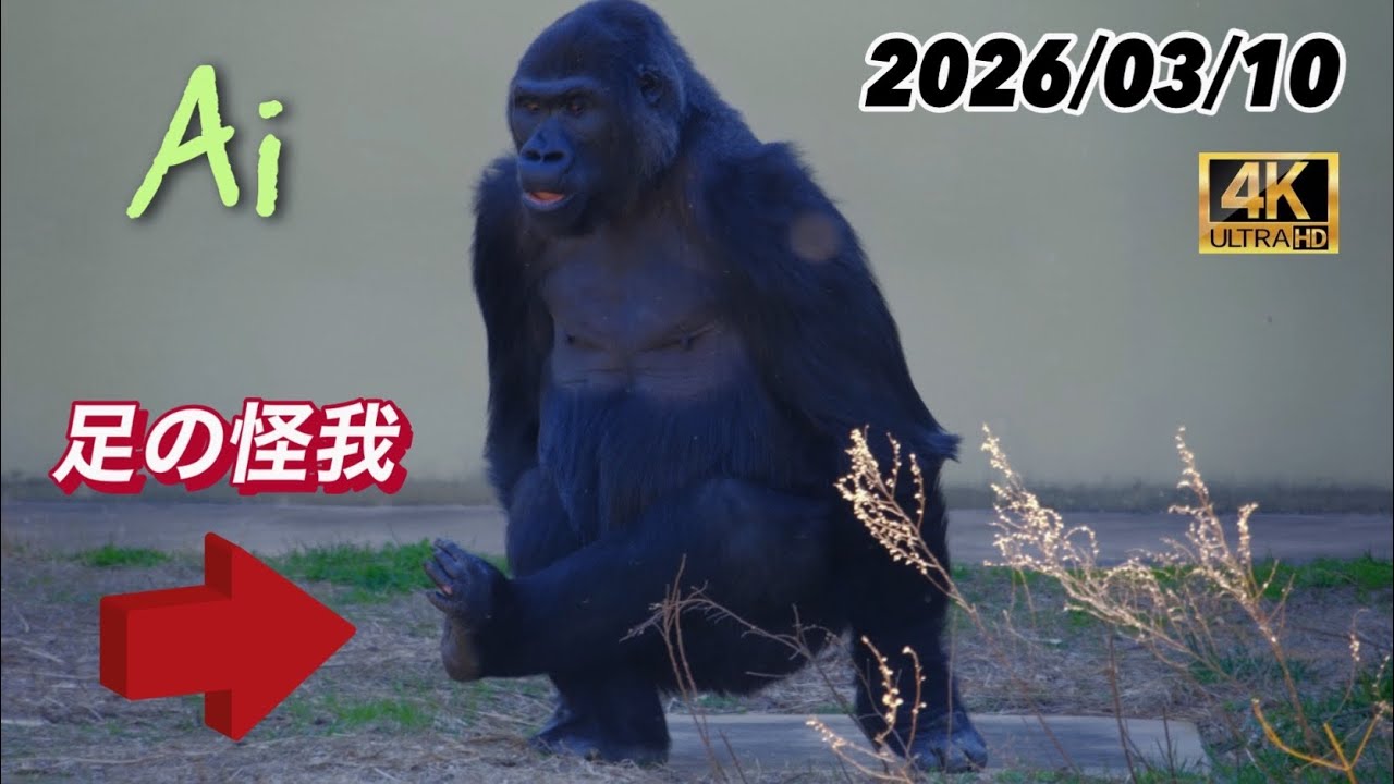 アイが左足の裏に怪我をしている様子 2026/03/10 火曜日【東山動植物園】