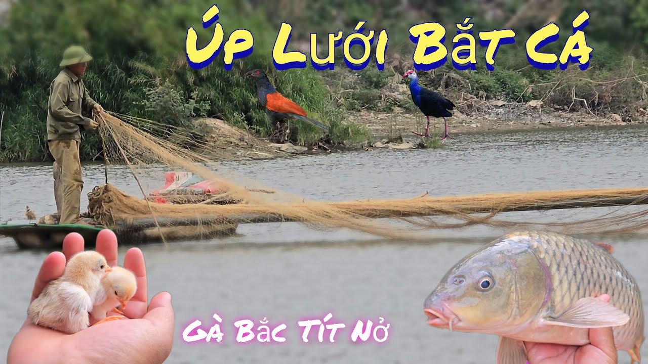 Xem Úp Lưới khủng 100 Mét Bắt Cá Và Gà Tre Bắc Tít Mới Nở  /Nhân Tạ Mốt
