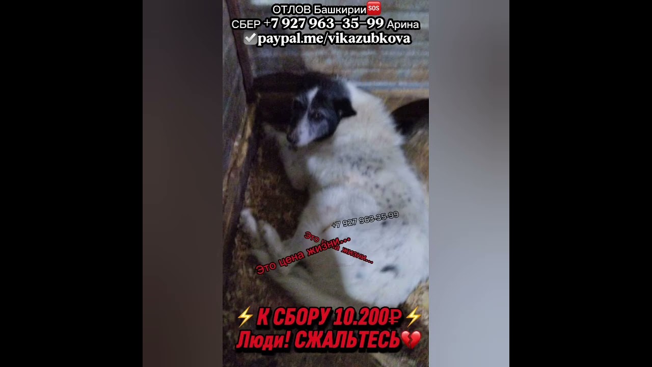 Помогите вывезти Филю из отлова! Филю задирают в отлове 😭 он даже не может за себя  постоять&hellip;.🤬