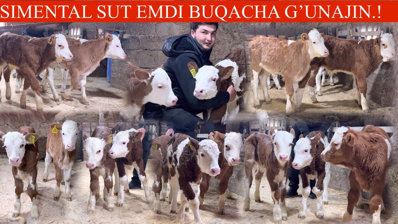 NASLDOR SUT EMDI BUZOQLAR ✊PULI ARZONLARI 😳