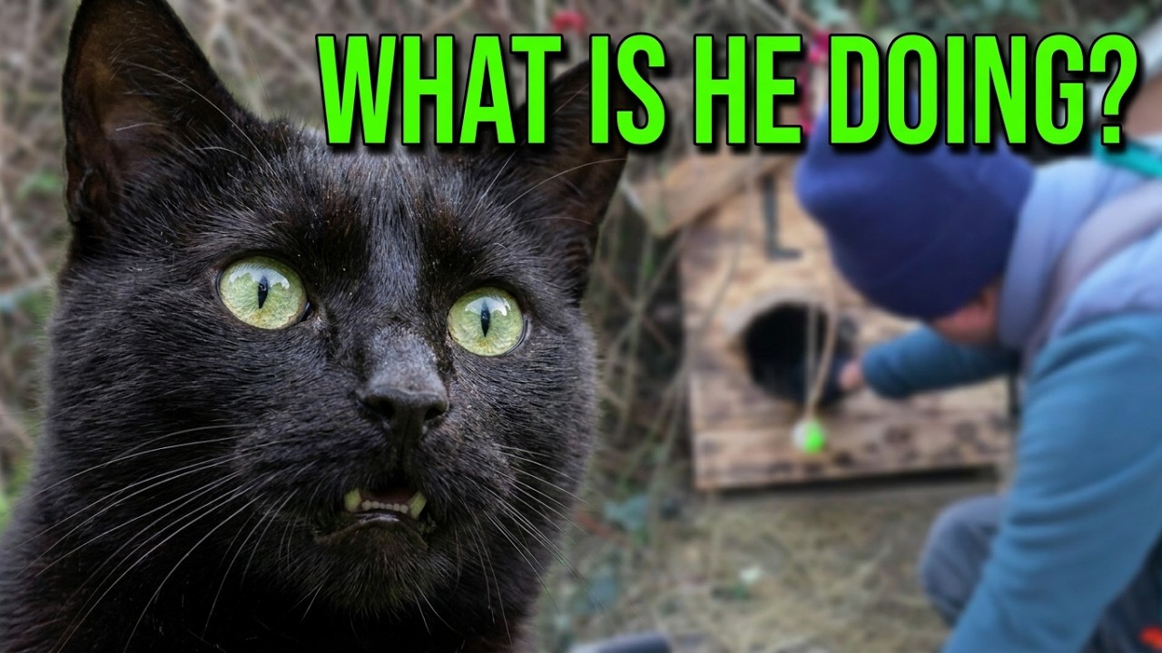 A Colony of Cats Watches Closely… What Happens When a Human Touches Their Houses?