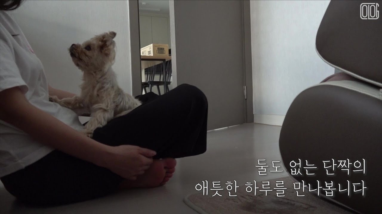 엄마와 아픈 반려견의 헤어질 결심...치매를 앓는 18살 노견을 목놓아 울게 한 단어는...모든 걸 잊어도 단 하나 잊지 못하는 게 있는 치매견의 하루｜펫다큐 - 뽀삐 EP1