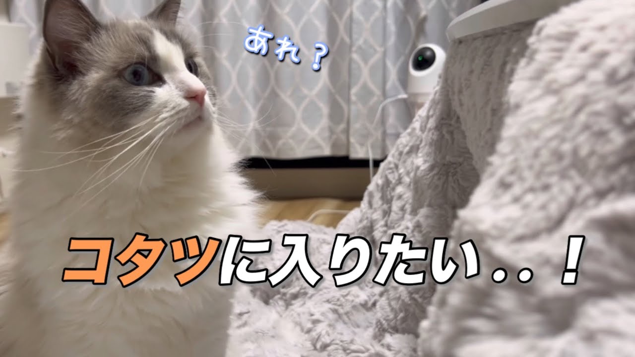 こたつと戦う猫/A Cat vs. the Kotatsu