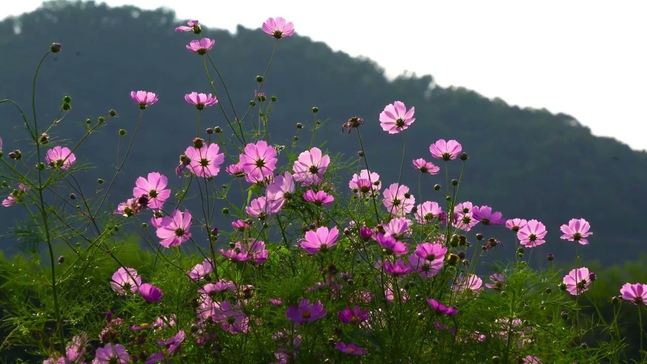 Osho - Mọi thứ đang hiện hữu đều đẹp