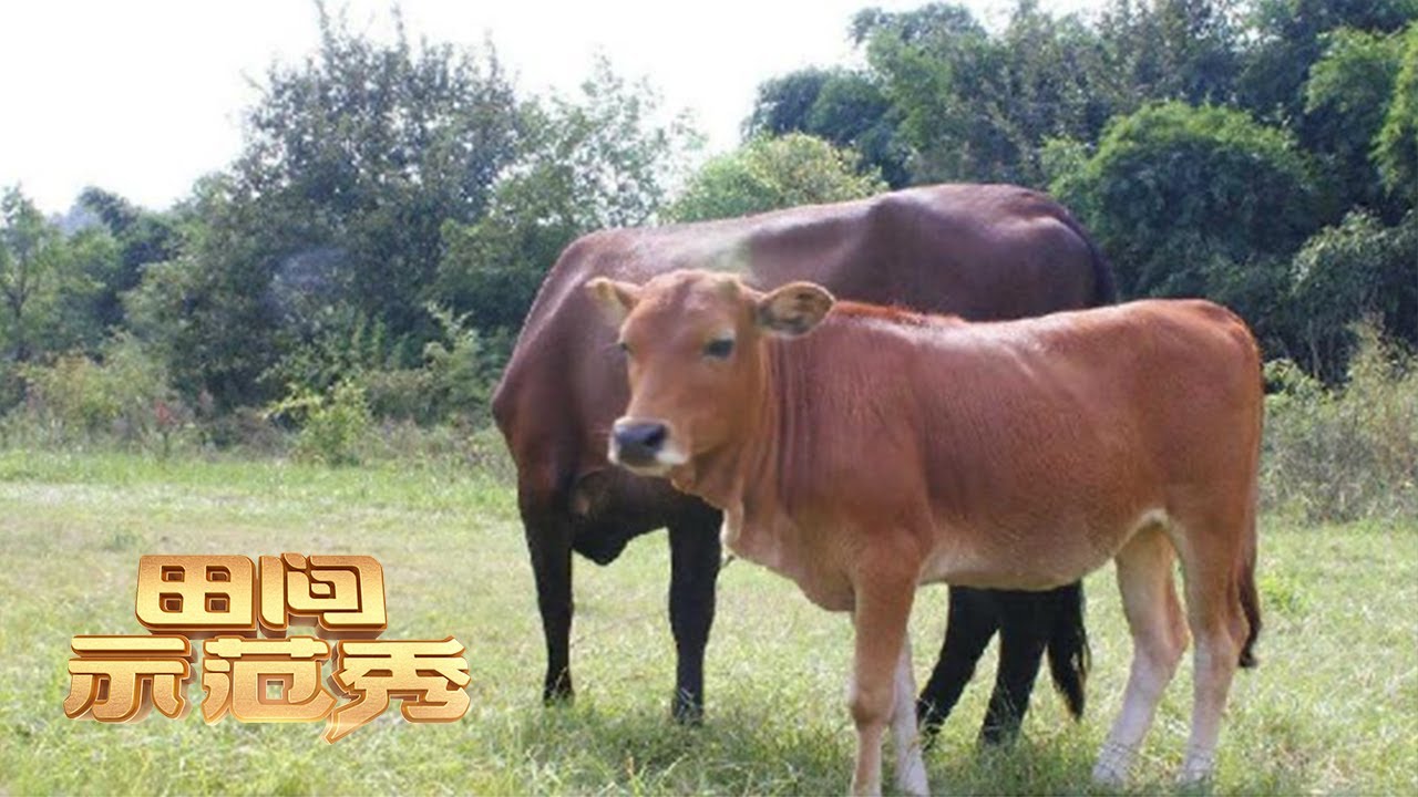 如何养殖肉牛才能致富增收？养牛专家带来独门养殖法，加速牛肉增重！丨「田间示范秀」20220909