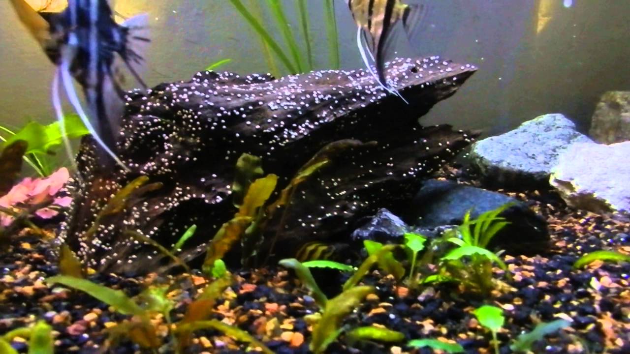 Aquaclear 70 Review