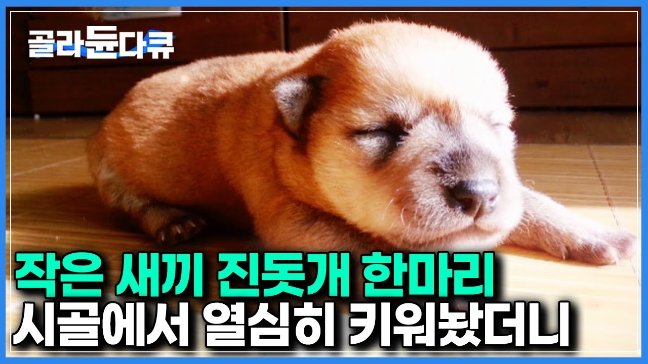 다 키워놓고 나니, 이건 뭐.. 사람보다 똑똑하네｜새끼 진돗개 받아 열심히 키워놨더니..｜한국기행｜#골라듄다큐