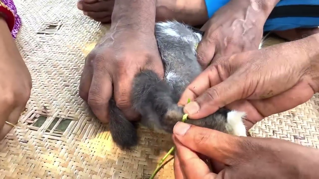 খরগোশের পা ভেঙে যাওয়াতে আমরা টিটমেন্ট কোরলাম🤷‍♂️