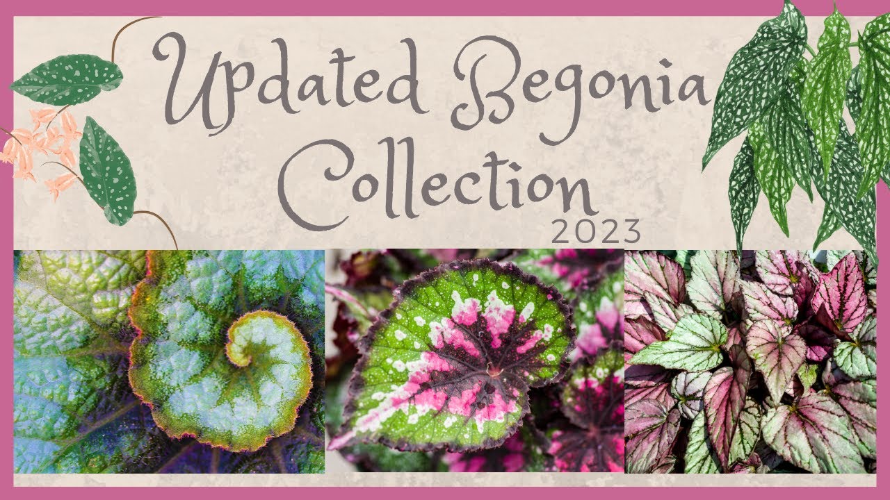 My Updated Begonia Collection 2023 || Plus life updates