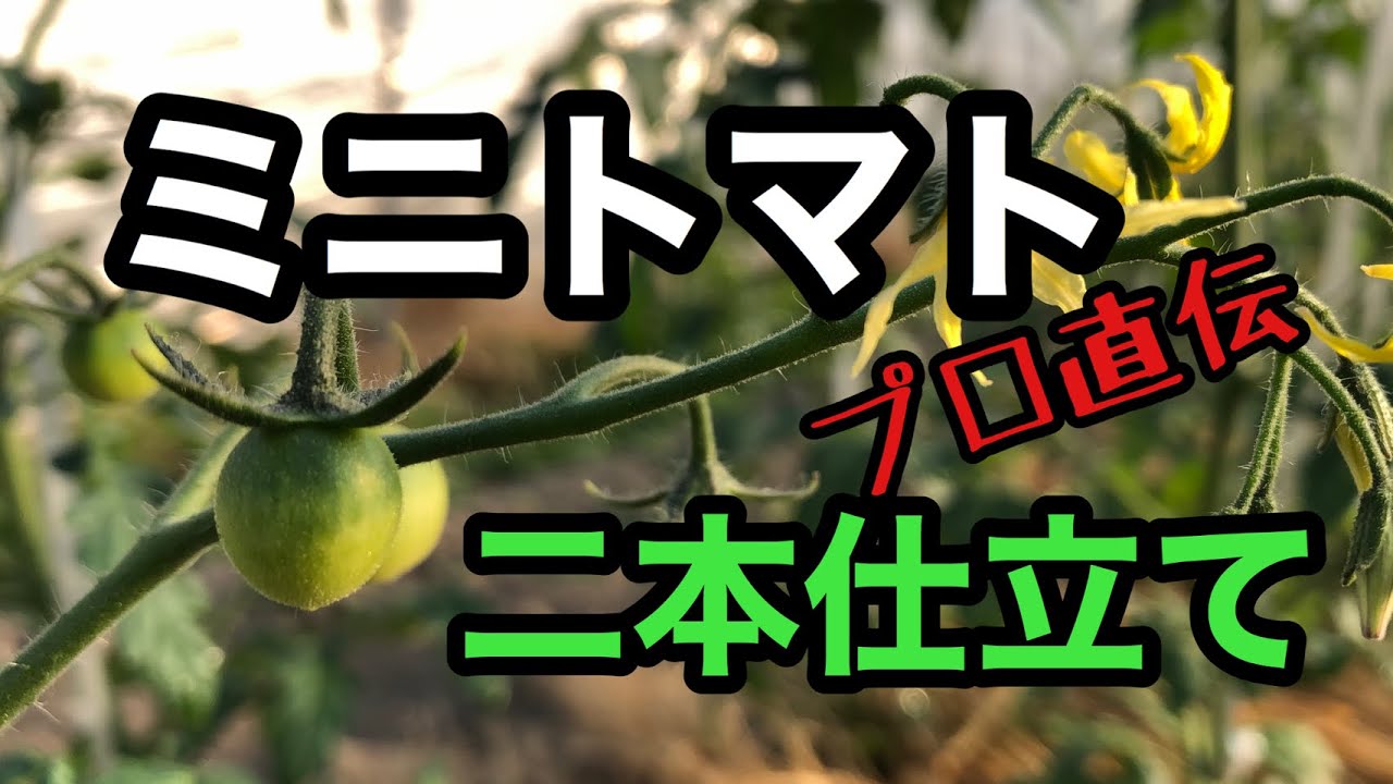【ミニトマトの管理作業】脇芽かき、二本仕立て、草引き