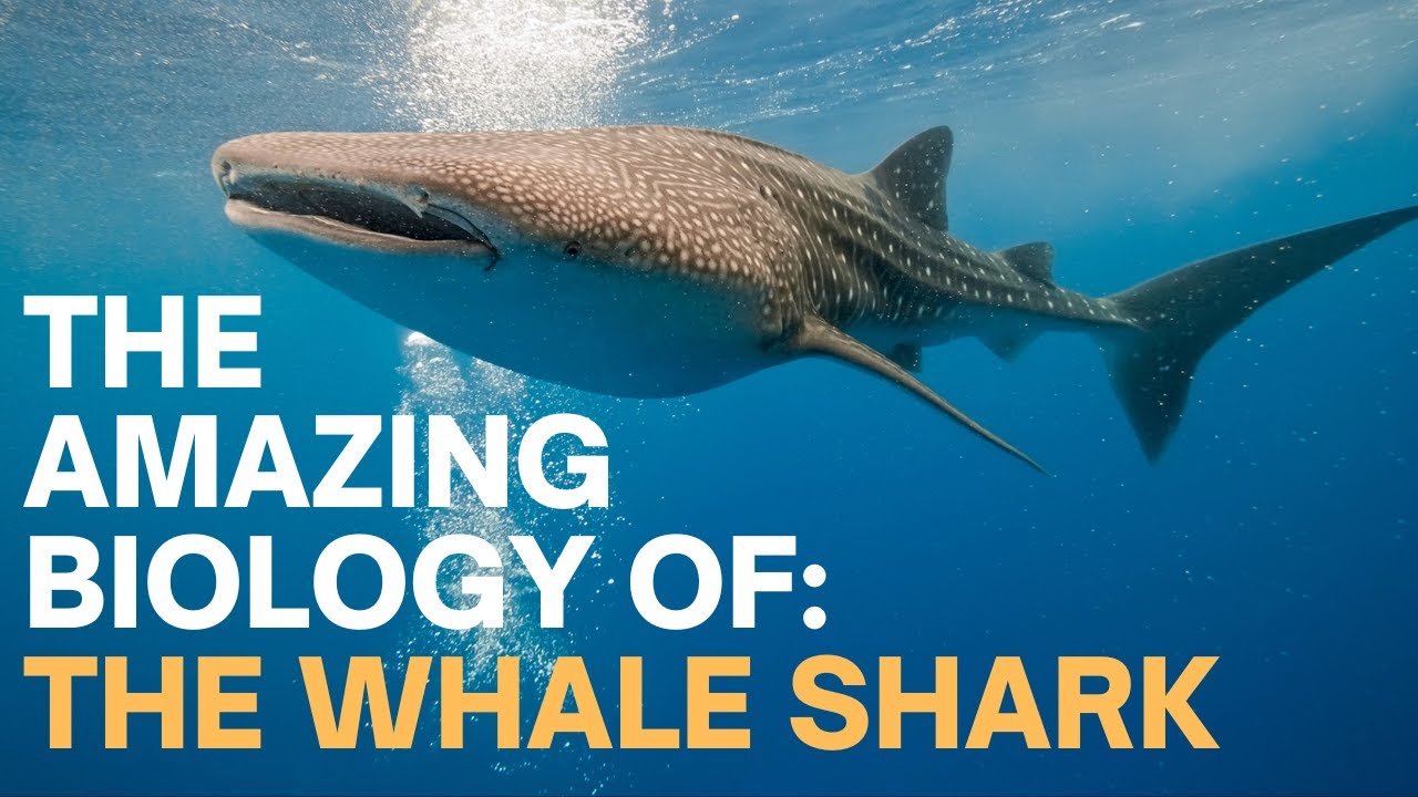 The Amazing Biology of: The Whale Shark