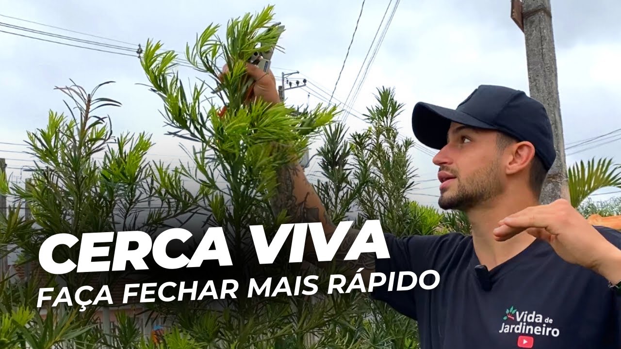 Como fazer cercas vivas fecharem mais rápido (MÉTODO INFALÍVEL) Vida de Jardineiro