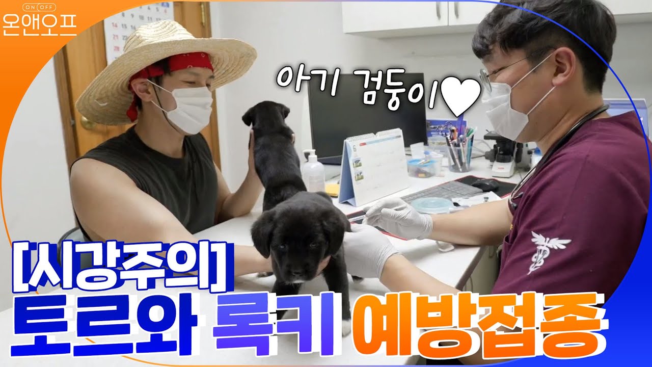 [시강주의] 아기 검둥이♥ 토르와 록키의 예방접종 Day | 온앤오프 onandoff EP.9