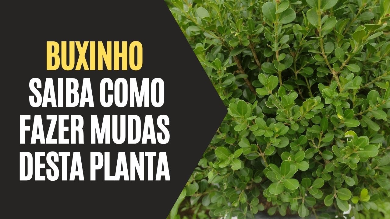 Buxinho: Saiba Como Fazer Mudas