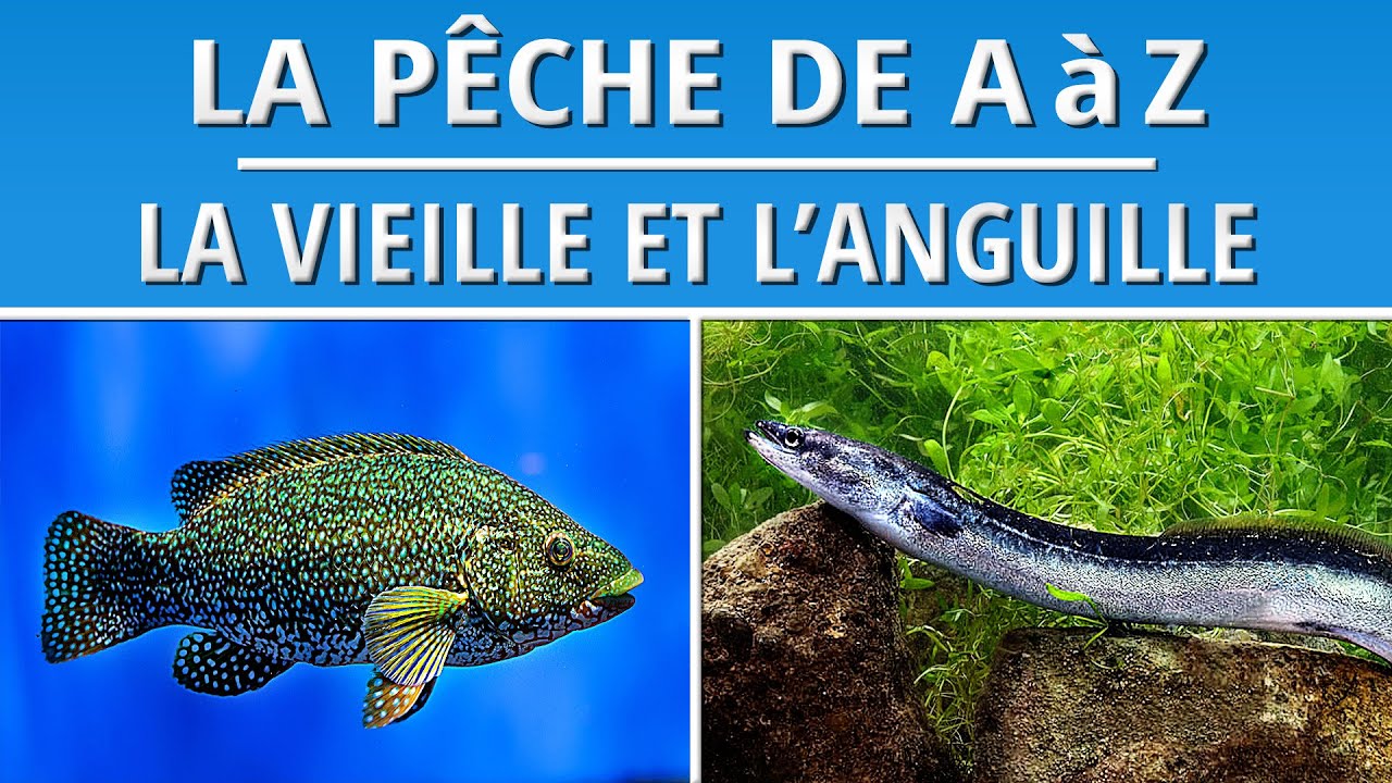 La Pêche de La Vieille (aux leurres souples) et de l'Anguille (au lancer) - DVD Technique Complet