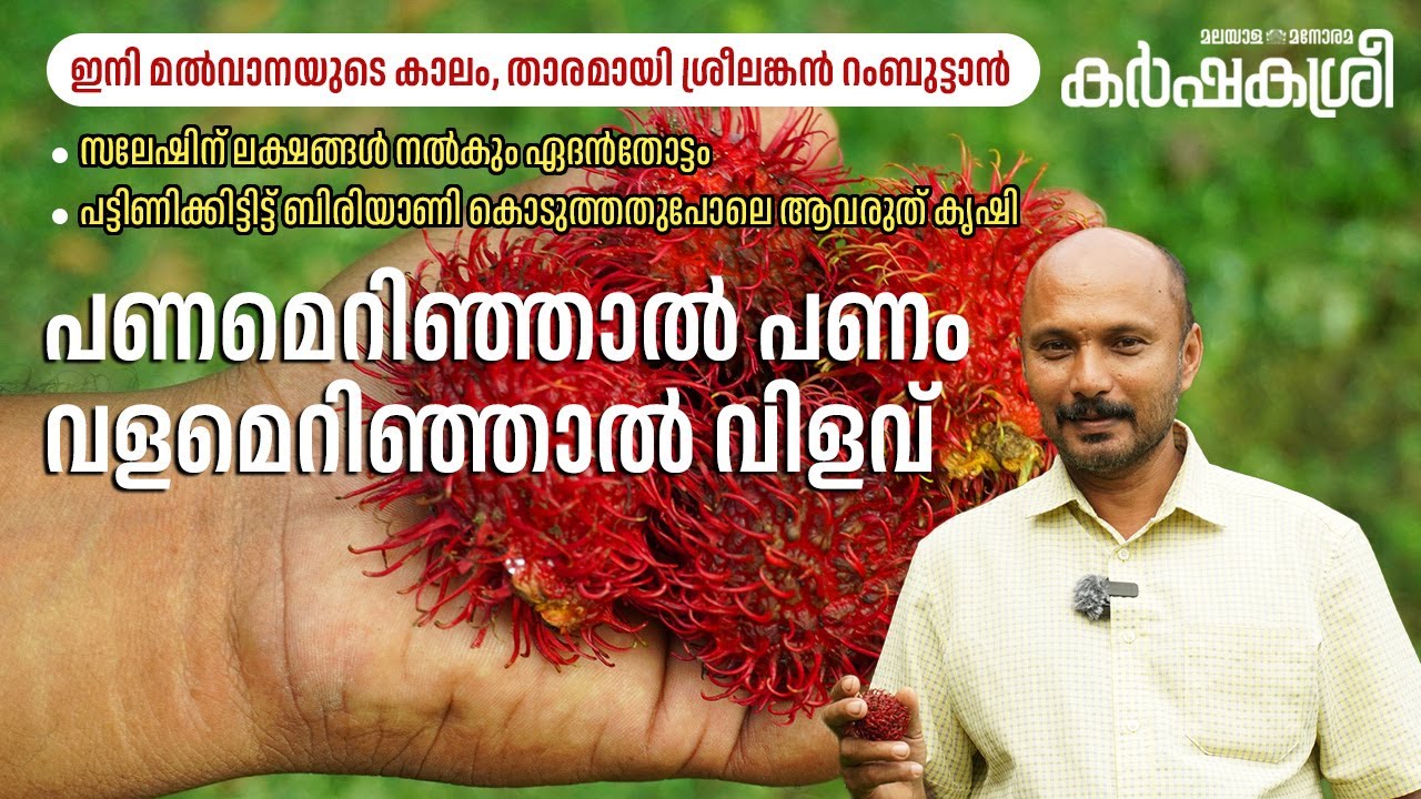 ഇനി മൽവാനയുടെ കാലം, കേരളത്തിൽ അധികമാരും കൃഷി ചെയ്യാത്ത ശ്രീലങ്കൻ റംബുട്ടാൻ: ലക്ഷങ്ങൾ നൽകും ഏദൻതോട്ടം
