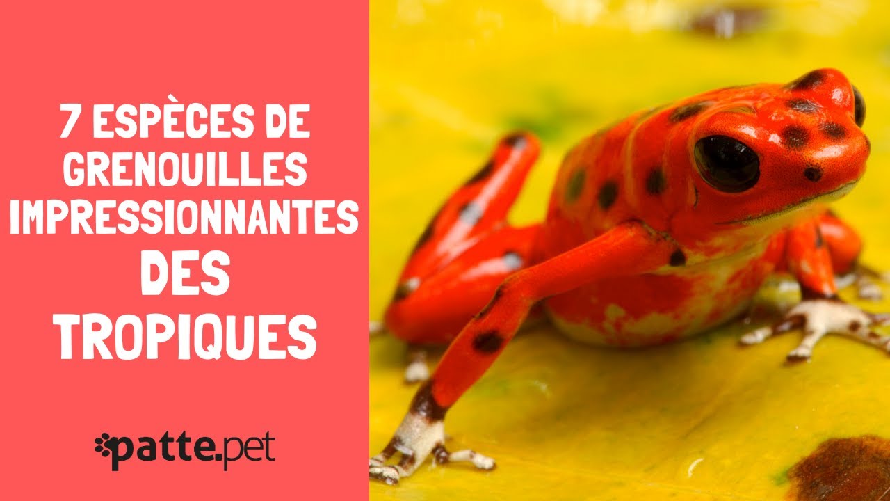 7 Esp&egrave;ces De Grenouilles Impressionnantes Des Tropiques
