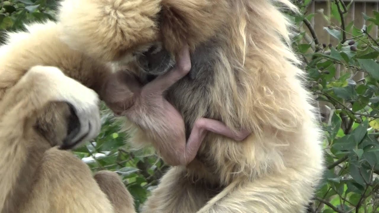 宇部市常盤公園　シロテテナガザル一家　2015 11 16 赤ちゃんが生まれる