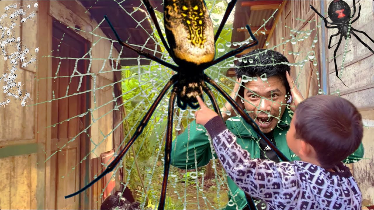 Eps 210 - TOP Spider Hunt in Around House. Catch the Most Unique Spiders on Earth with My Son Again