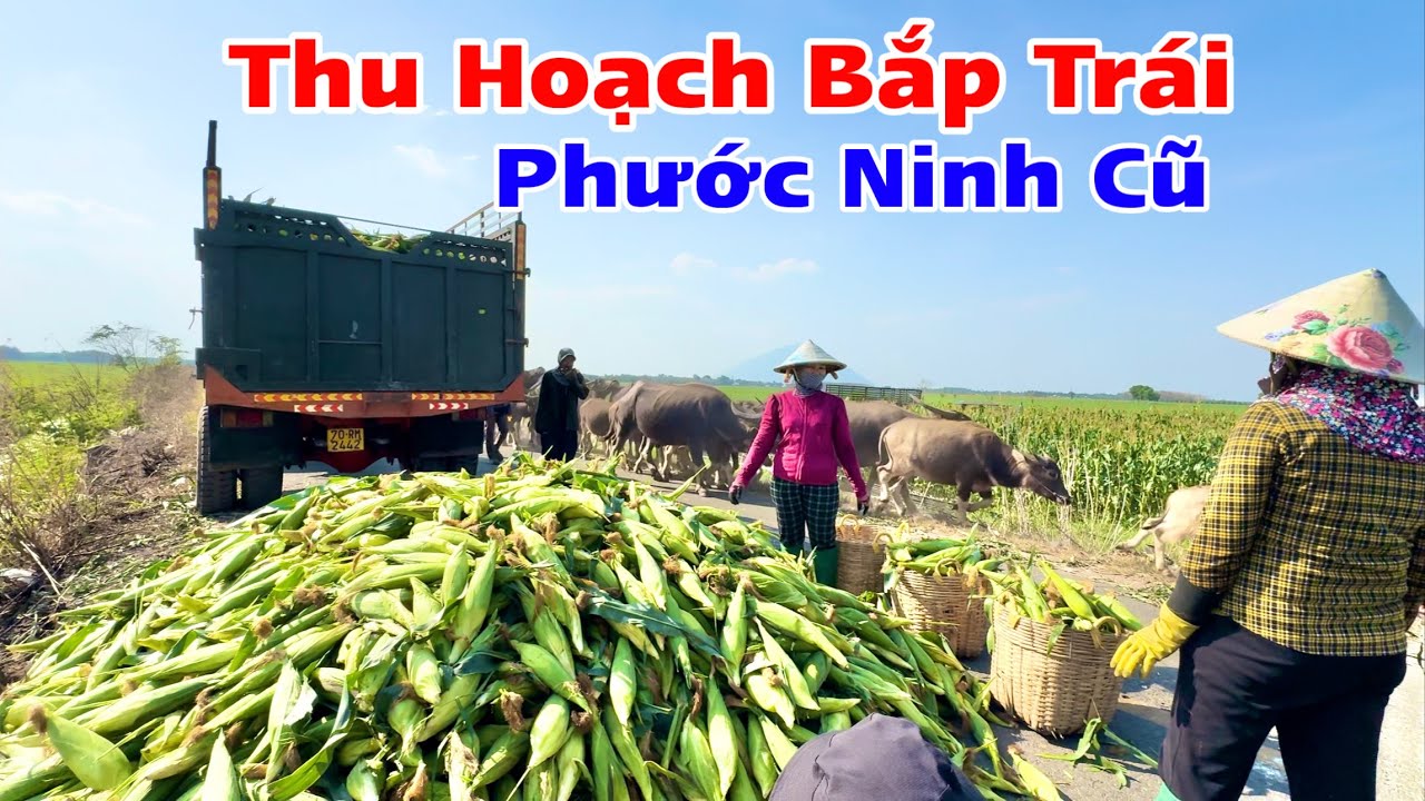 Thu hoạch 2 mẫu bắp ăn trái ở tây ninh, trúng bắp mà không được giá