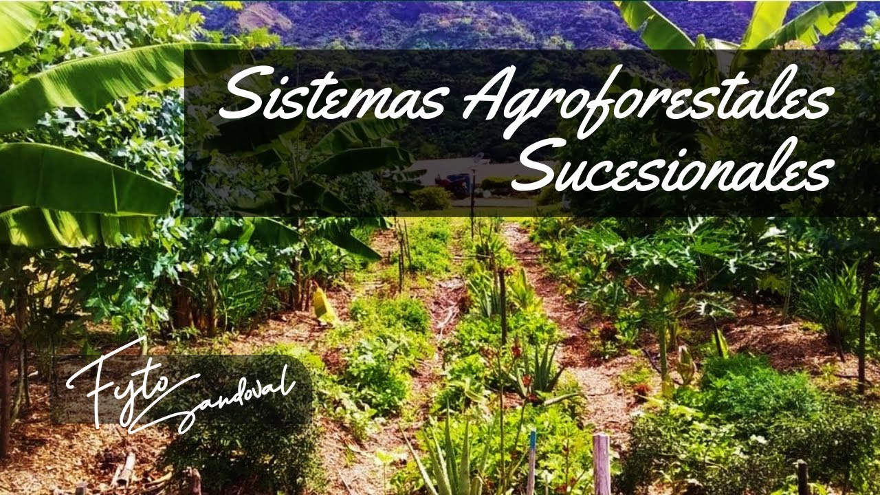 Sistemas Agroforestales Sucesionales (Agricultura Sintrópica en Español)