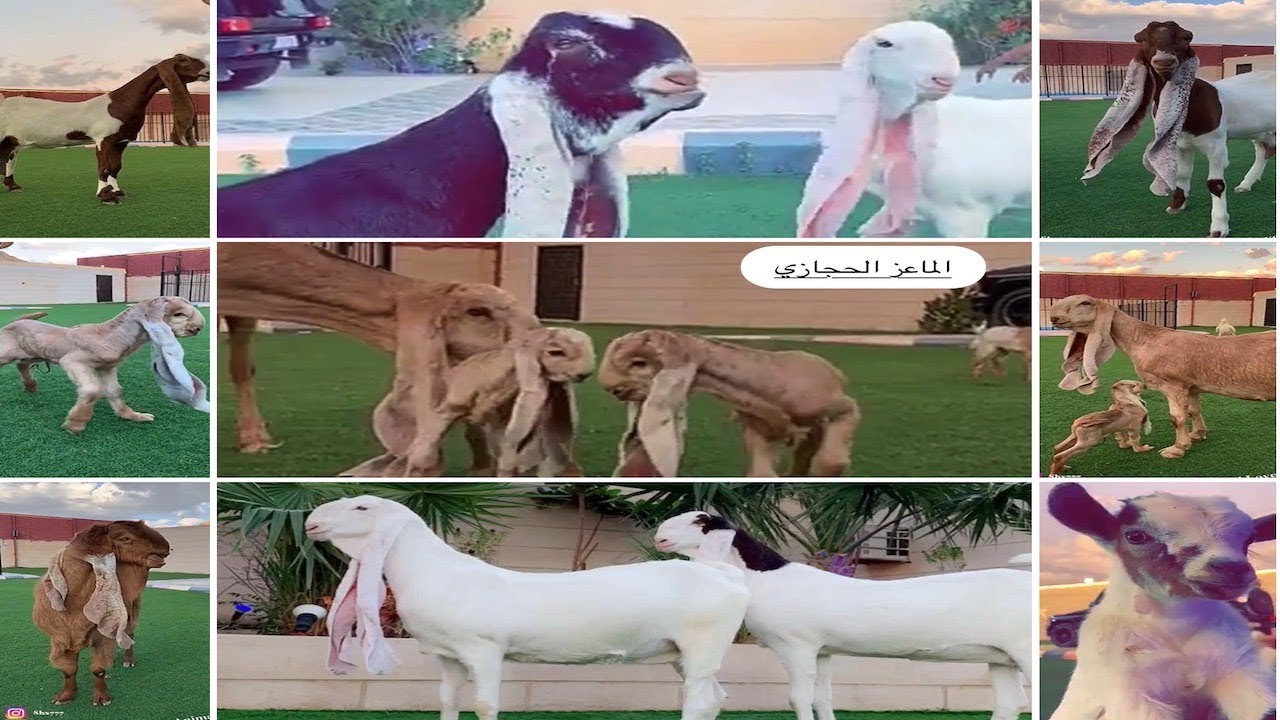 في ضيافة الأستاذ أشرف السهلي والماعز الحجازي