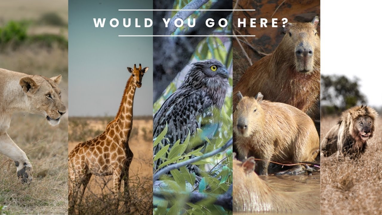 How to choose where to go on safari