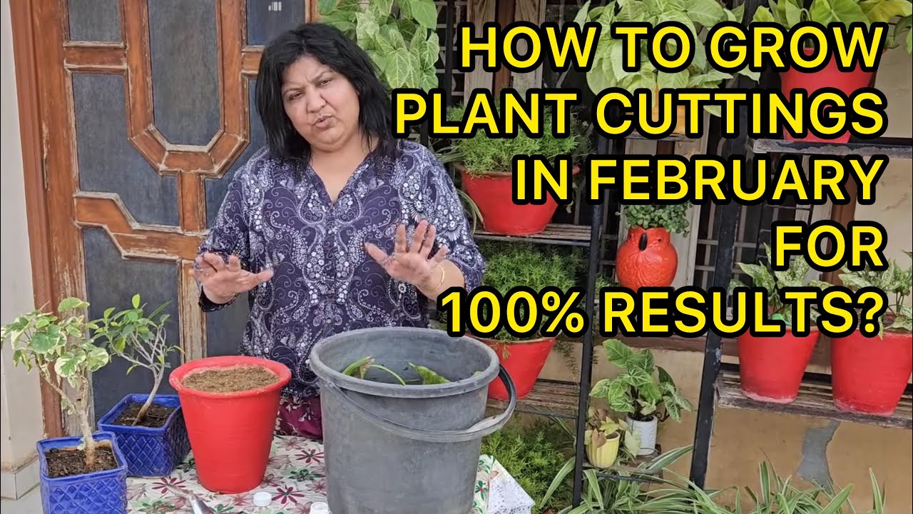 How to Grow Plant Cuttings in February for 100% Results😍 |GROW PLANT CUTTINGS LIKE THIS IN FEBRUARY