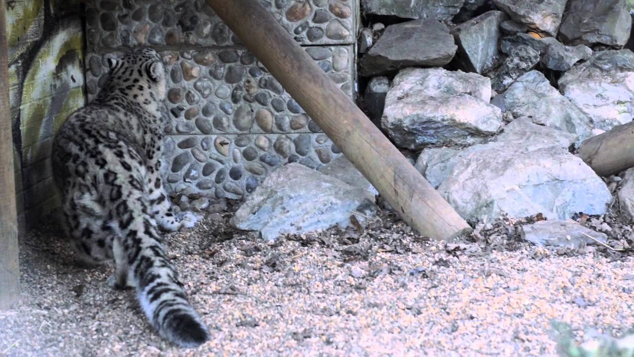 Meet Panja our new male snow leopard!