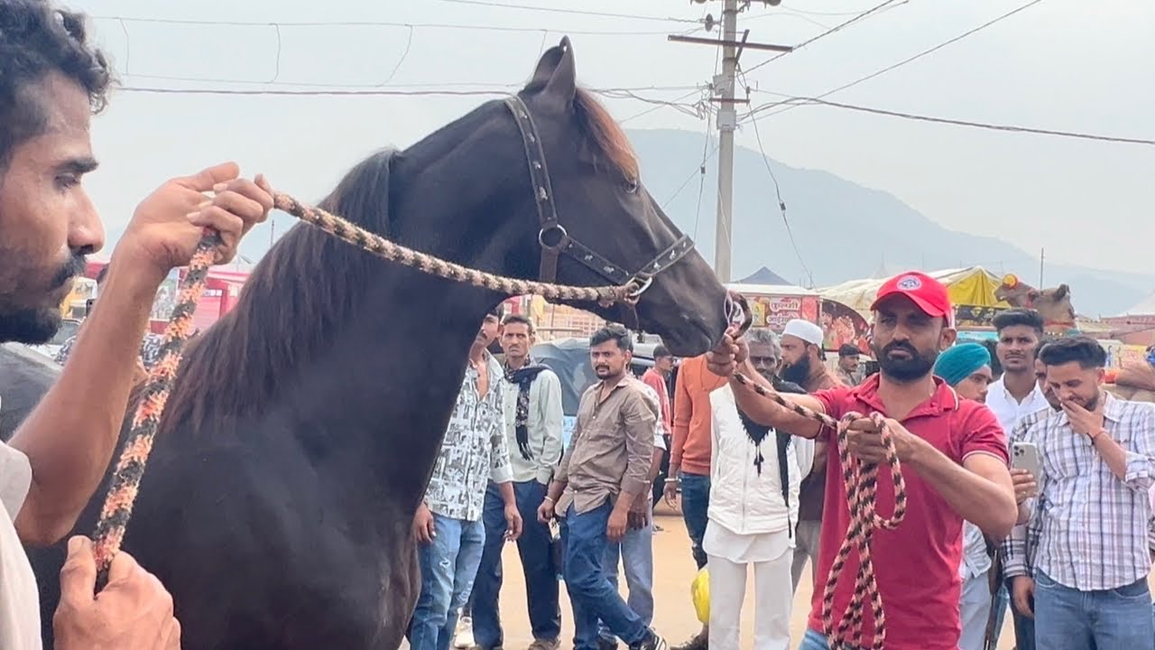 गुजरात मोरबी से केसरिया का चैंपियन बच्चा पहुंचा #पुष्कर