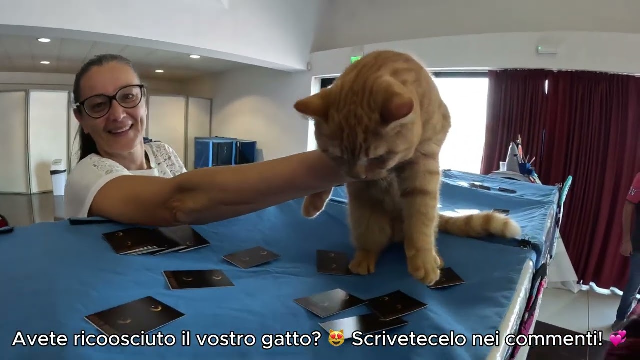 Un gatto per amico - Esposizione internazionale Felina a Bellaria Igea Marina