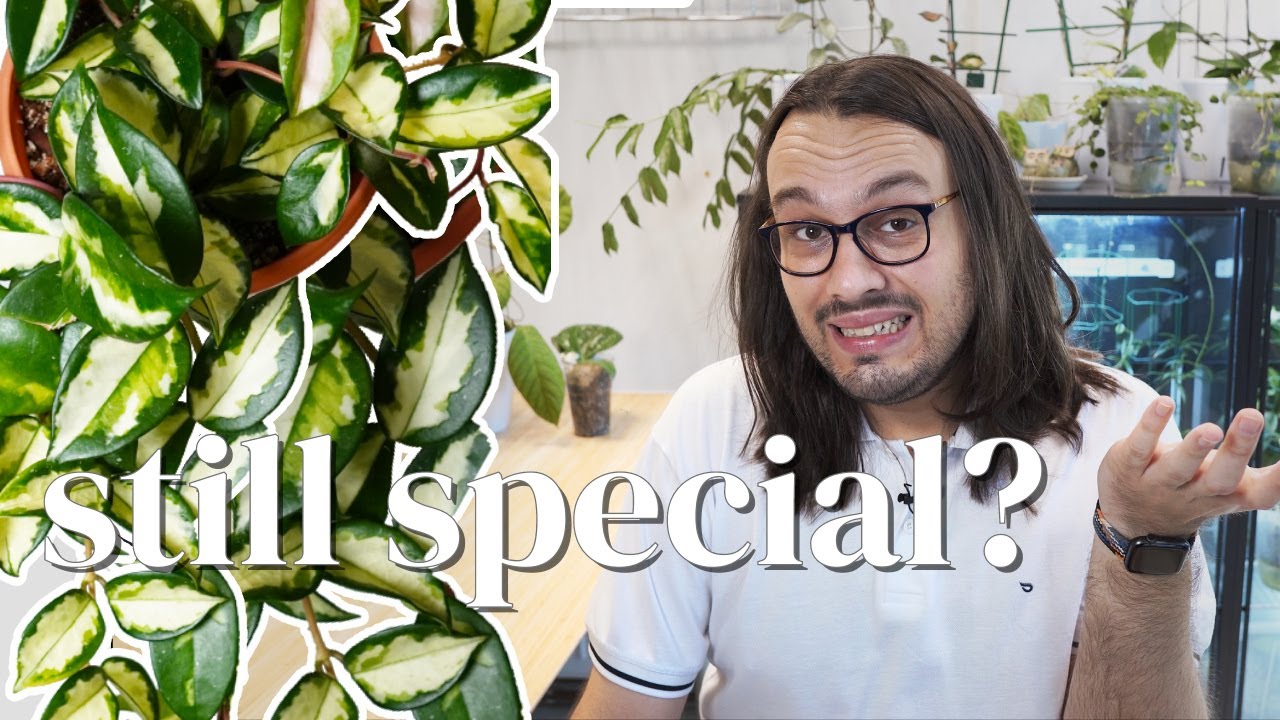 Являются ли пестрые хойи теперь особенными?