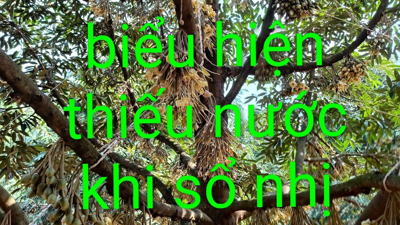 Sầu riêng sổ nhị bị thiếu nước. út hiền 0978603449.
