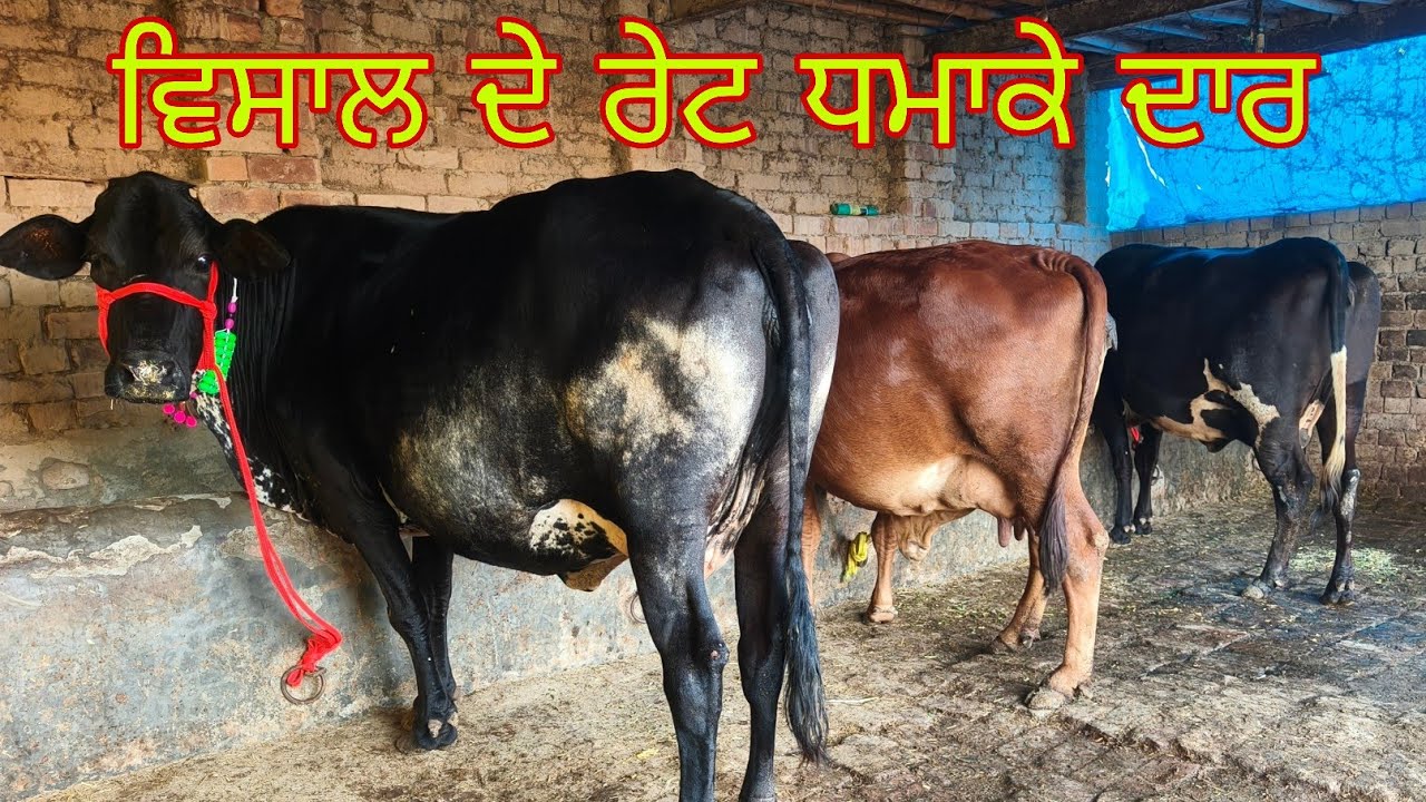  ਤੋਕੜ ਗੱਬਣ ਵੈੜਾ ਫੋਨ 8427278296 ਚੰਗੇ ਦੁੱਧ ਵਾਲੀਆ ਵੈਂੜਾ 