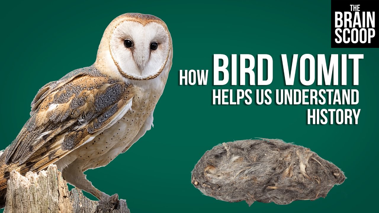 How Bird Vomit Helps Us Understand History